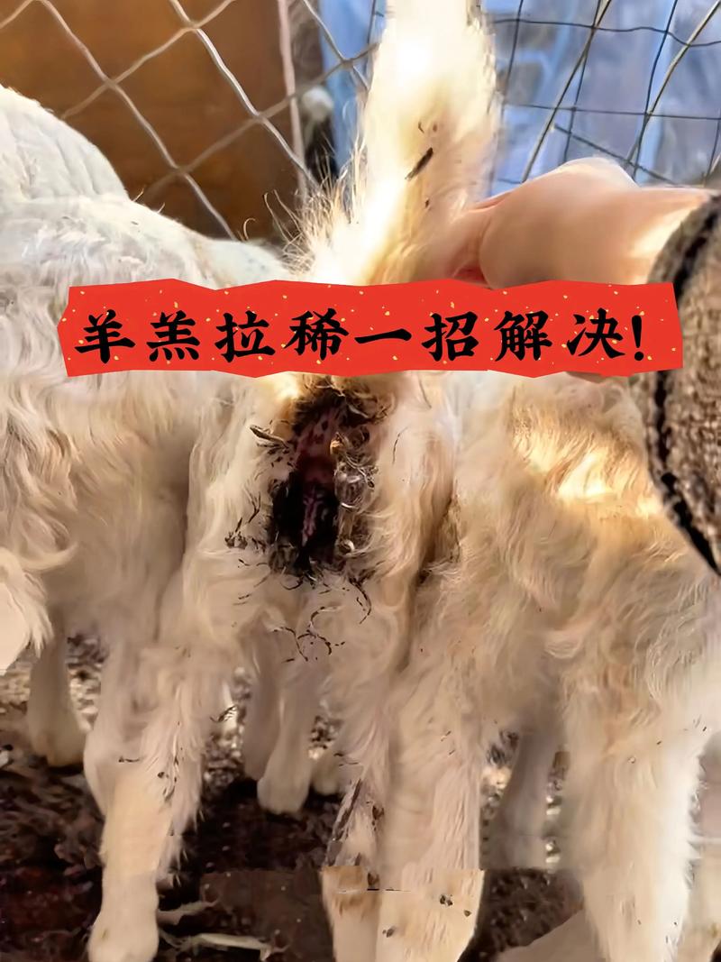 羊羔拉稀别慌张，喂它一口就好！养殖户必看的急救土方